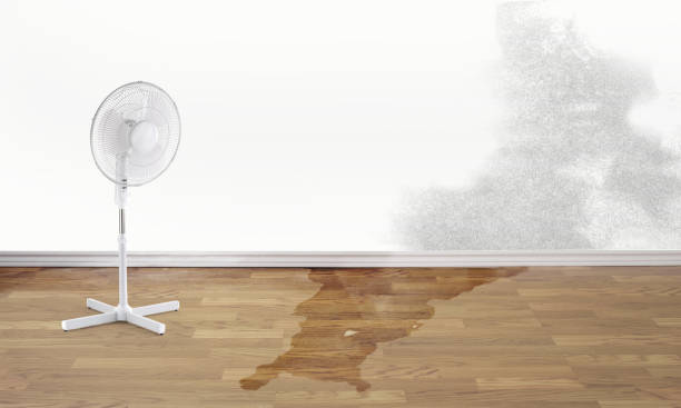 Best Carpet water damage restoration  in La Fayette, AL