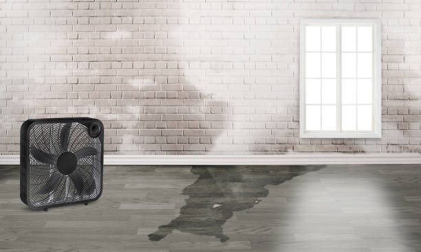 Best Water damage restoration near me  in La Fayette, AL